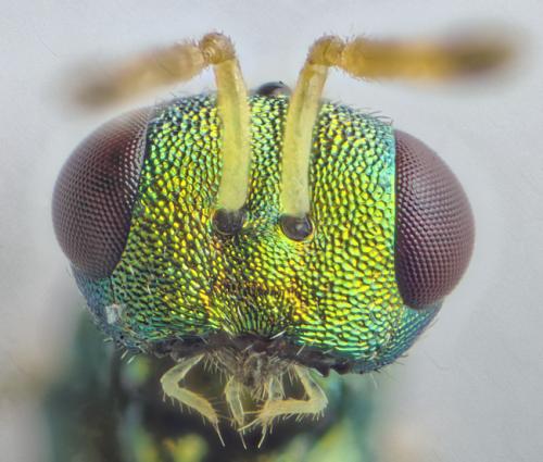 Mesopolobus sp.